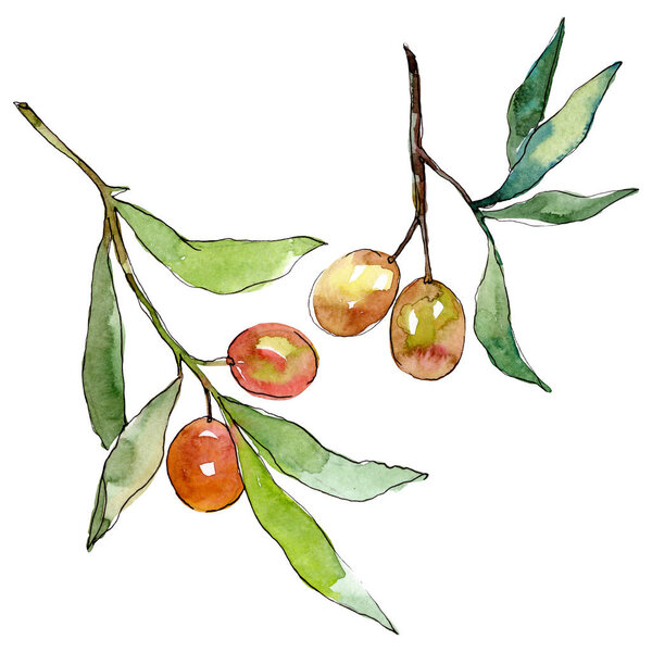 Olive branch with green fruit. Watercolor background illustration set. Isolated olives illustration element.