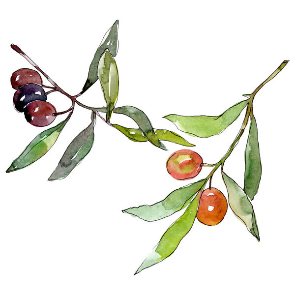 Olive branch with black and green fruit. Watercolor background illustration set. Isolated olives illustration element.