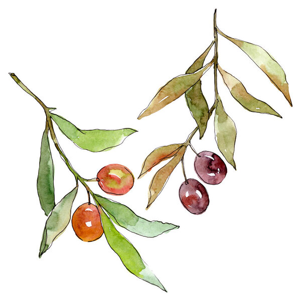 Olive branch with black and green fruit. Watercolor background illustration set. Isolated olives illustration element.