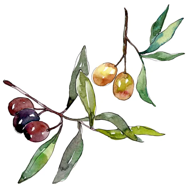 Olive branch with black and green fruit. Watercolor background illustration set. Isolated olives illustration element. — Stock Photo, Image