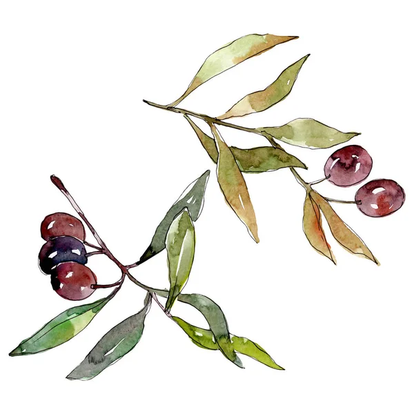 Ramură de măsline cu fructe negre. Set de ilustrații de fundal acuarelă. Element de ilustrare a măslinelor izolate . — Fotografie, imagine de stoc