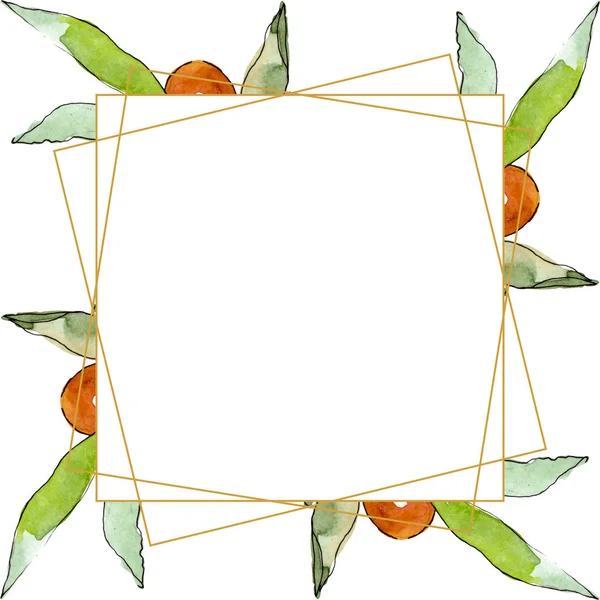 Rama de olivo con fruta negra y verde. Conjunto de ilustración de fondo acuarela. Marco borde ornamento cuadrado . —  Fotos de Stock