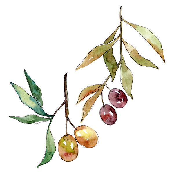 Olive branch with black and green fruit. Watercolor background illustration set. Isolated olives illustration element.