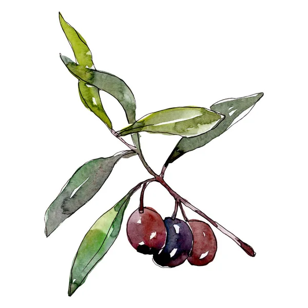 Olive branch with black fruit. Watercolor background illustration set. Isolated olives illustration element. — Stock Photo, Image