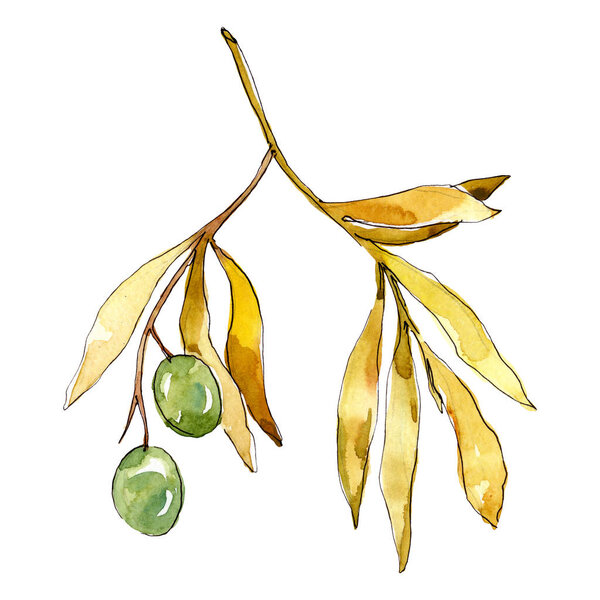 Olive branch with green fruit. Watercolor background illustration set. Isolated olives illustration element.