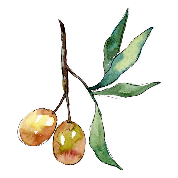 Olive branch with green fruit. Watercolor background illustration set. Isolated olives illustration element.