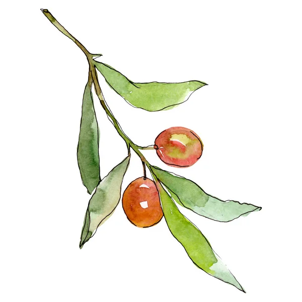 Ramură de măsline cu fructe verzi. Set de ilustrații de fundal acuarelă. Element de ilustrare a măslinelor izolate . — Fotografie, imagine de stoc