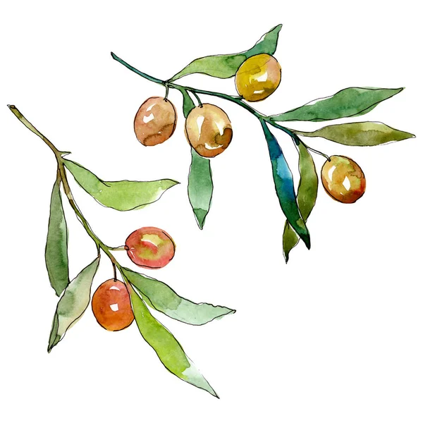 Gałązka oliwna z zielonymi owocami. Akwarela zestaw ilustracji tła. Oliwka na białym tle element ilustracji. — Zdjęcie stockowe