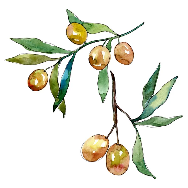 Olivenzweig mit grünen Früchten. Aquarell Hintergrundillustration Set. isolierte Oliven Illustrationselement. — Stockfoto