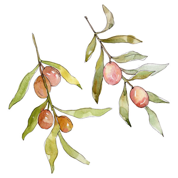 Оливковая ветвь с зелеными фруктами. Набор акварельных фонов. Акварель акварель акварель изолирована. Изолированный элемент иллюстрации оливок
.