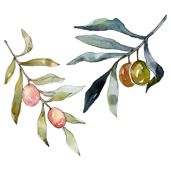 Оливковая ветвь с черными и зелеными фруктами. Набор акварельных фонов. Акварель акварель акварель изолирована. Изолированный элемент иллюстрации оливок
.