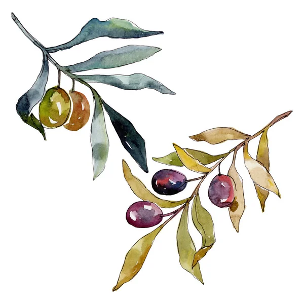 Olive branch with black and green fruit. Watercolor background illustration set. Watercolour drawing fashion aquarelle isolated. Isolated olives illustration element.