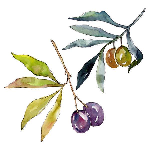Оливковая ветвь с черными и зелеными фруктами. Набор акварельных фонов. Акварель акварель акварель изолирована. Изолированный элемент иллюстрации оливок
.