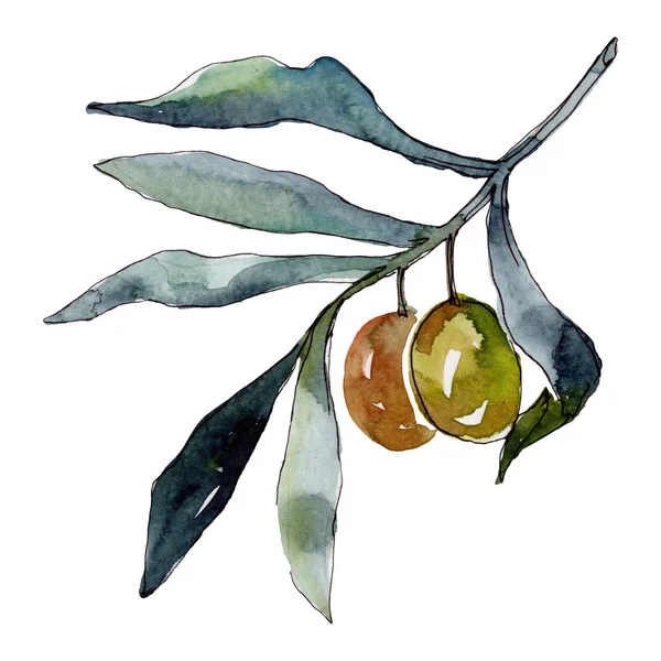 Branche Olivier Aux Fruits Verts Ensemble Illustration Fond Aquarelle Aquarelle — Photo