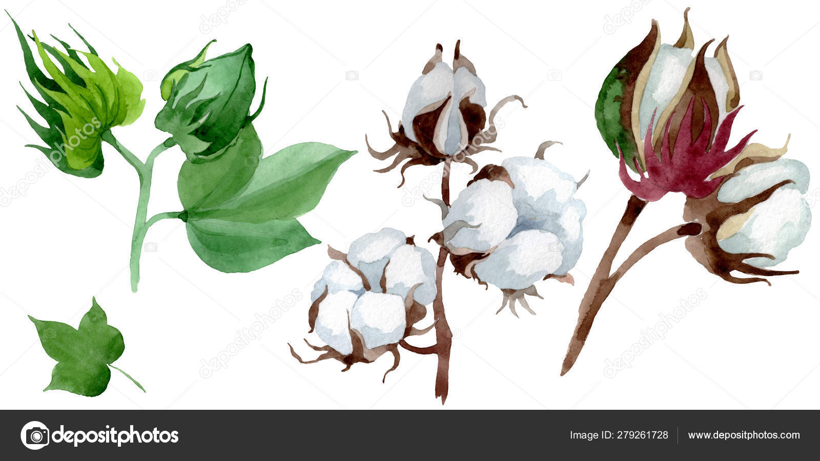 白棉花植物花野生春叶野花水彩背景插图集水彩画时尚水瓶座隔离棉插图元件 图库照片 C Andreyanush 白棉花植物花野生春叶野花水彩背景插图集水彩画时尚水瓶座隔离棉插图元件 图库照片 C Andreyanush