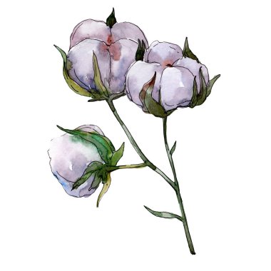 Pamuk botanik çiçek. Vahşi bahar yaprak izole kır çiçeği. Suluboya arka plan illüstrasyon küme. Suluboya çizim moda aquarelle izole. İzole pamuk illüstrasyon öğesi.