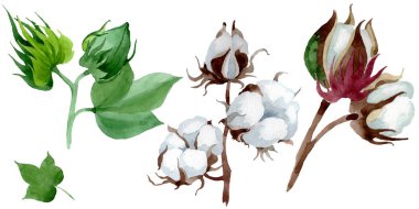Beyaz pamuk çiçek botanik çiçek. Yabani bahar yaprağı kır çiçeği. Suluboya arka plan illüstrasyon seti. Suluboya çizim moda aquarelle. İzole pamuk illüstrasyon elemanı.