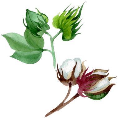 Beyaz pamuk çiçek botanik çiçek. Yabani bahar yaprağı kır çiçeği. Suluboya arka plan illüstrasyon seti. Suluboya çizim moda aquarelle. İzole pamuk illüstrasyon elemanı.