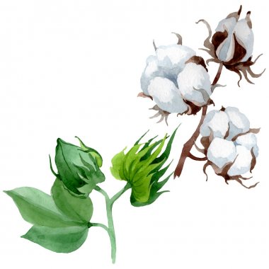 Beyaz pamuk çiçek botanik çiçek. Yabani bahar yaprağı kır çiçeği. Suluboya arka plan illüstrasyon seti. Suluboya çizim moda aquarelle. İzole pamuk illüstrasyon elemanı.