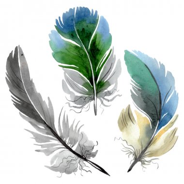 Kanat izole renkli kuş tüyü. Suluboya arka plan illüstrasyon seti. Yalıtılmış tüy çizim elemanı.