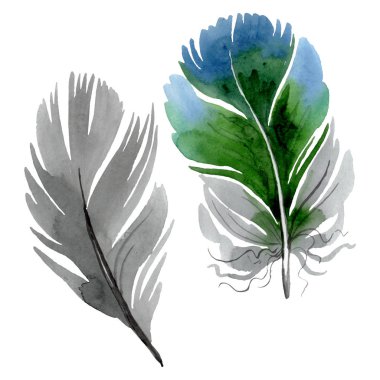 Kanat izole renkli kuş tüyü. Suluboya arka plan illüstrasyon seti. Yalıtılmış tüy çizim elemanı.