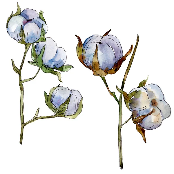 White cotton floral botanical flowers. Watercolor background illustration set. Isolated cotton illustration element.