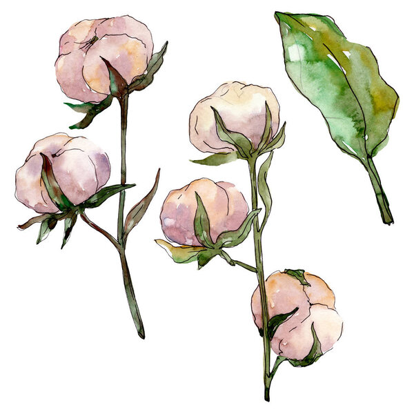 Cotton floral botanical flower. Wild spring leaf wildflower isolated. Watercolor background illustration set. Watercolour drawing fashion aquarelle isolated. Isolated cotton illustration element.