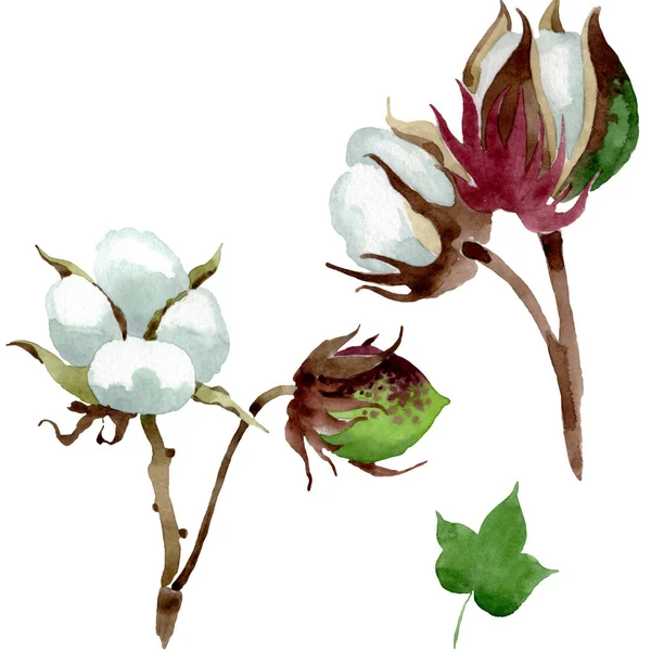 Biały Bawełna Kwiatowy Kwiat Botaniczny Dziki Kwiat Liści Wiosny Akwarela — Zdjęcie stockowe