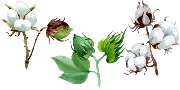 白い綿の花の植物の花 野生の春の葉の野生の花 水彩背景イラストセット 水彩画ファッションアクアレル 絶縁コットンイラスト要素 — ストック写真