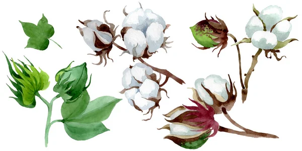 Botanische Blume Aus Weißer Baumwolle Wilde Frühlingsblume Aquarell Hintergrundillustration Set — Stockfoto