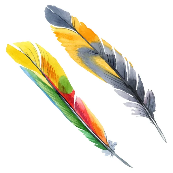 Colorful bird feather from wing isolated. Watercolor background illustration set. Isolated feather illustration element. — Stock Photo, Image