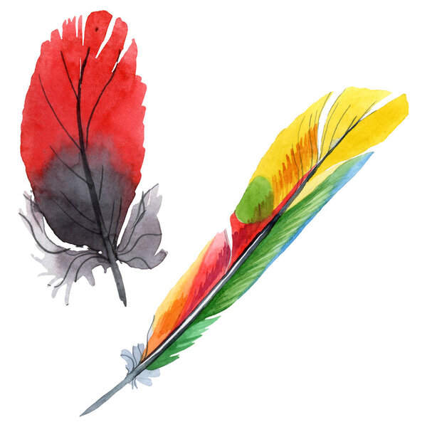 Colorful bird feather from wing isolated. Watercolor background illustration set. Isolated feather illustration element.