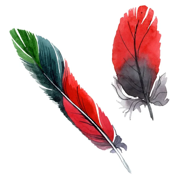 Pluma colorida de pájaro de ala aislada. Conjunto de ilustración de fondo acuarela. Elemento de ilustración de plumas aisladas . — Foto de Stock