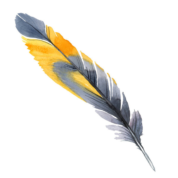 Colorful bird feather from wing isolated. Watercolor background illustration set. Isolated feather illustration element.