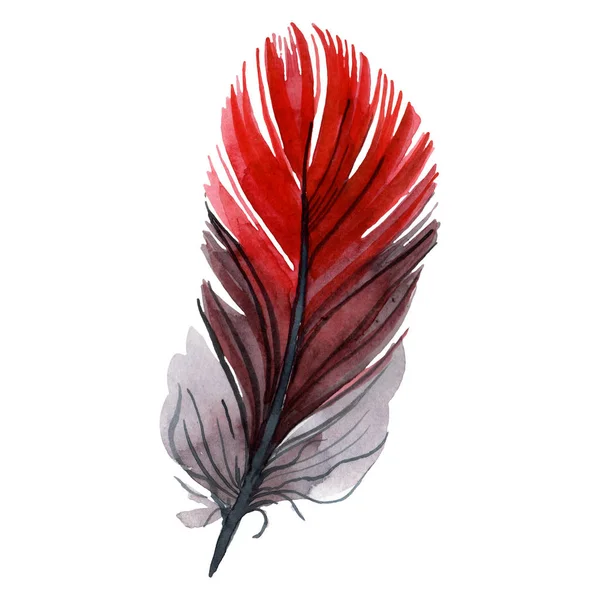 Plume d'oiseau colorée de l'aile isolée. Ensemble d'illustration de fond aquarelle. Élément isolé d'illustration de plumes . — Photo