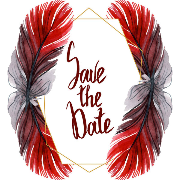 Colorful bird feather from wing isolated. Watercolor background illustration set. Frame border ornament square.