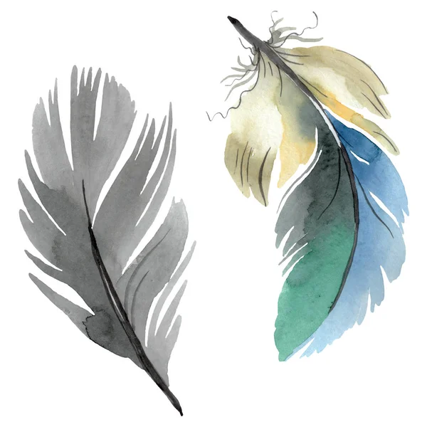 Colorful bird feather from wing isolated. Watercolor background illustration set. Isolated feather illustration element. — Stock Photo, Image