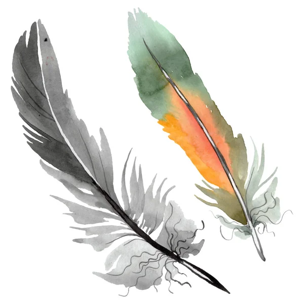 Plume d'oiseau colorée de l'aile isolée. Ensemble d'illustration de fond aquarelle. Élément isolé d'illustration de plumes . — Photo