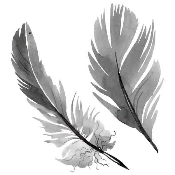 Plume d'oiseau colorée de l'aile isolée. Ensemble d'illustration de fond aquarelle. Élément isolé d'illustration de plumes . — Photo