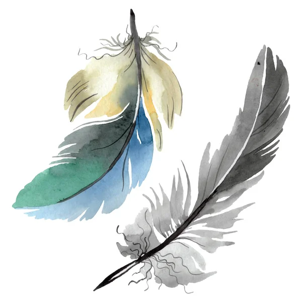 Plume d'oiseau colorée de l'aile isolée. Ensemble d'illustration de fond aquarelle. Élément isolé d'illustration de plumes . — Photo