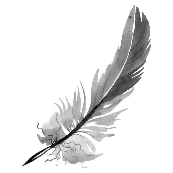 Colorful bird feather from wing isolated. Watercolor background illustration set. Isolated feather illustration element.