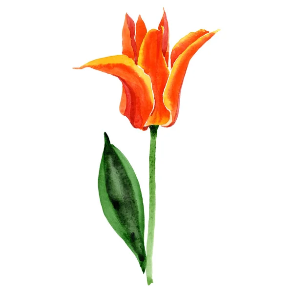 Oranje Tulip Floral botanische bloemen. Aquarel achtergrond illustratie instellen. Geïsoleerde tulpen illustratie element. — Stockfoto