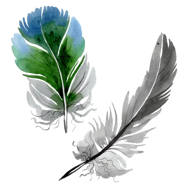 Plume d'oiseau colorée de l'aile isolée. Ensemble d'illustration de fond aquarelle. Élément isolé d'illustration de plumes . — Photo