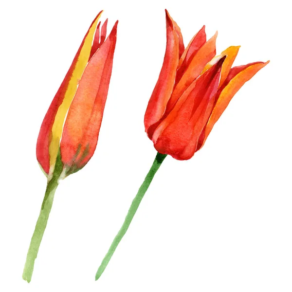 Flores botánicas florales de tulipán naranja. Conjunto de ilustración de fondo acuarela. Elemento ilustrativo de tulipanes aislados . — Foto de Stock