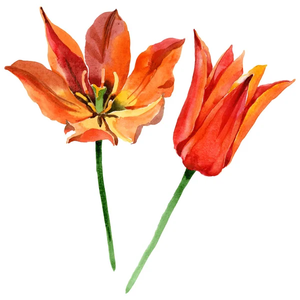 Flores botánicas florales de tulipán naranja. Conjunto de ilustración de fondo acuarela. Elemento ilustrativo de tulipanes aislados . — Foto de Stock