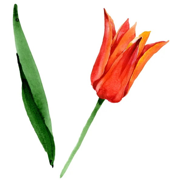 Tulipan pomarańczowy kwiatowy kwiatów botanicznych. Akwarela zestaw ilustracji tła. Tulipanów izolowany element ilustracji. — Zdjęcie stockowe