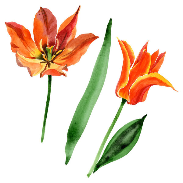 Orange tulip floral botanical flowers. Watercolor background illustration set. Isolated tulips illustration element.