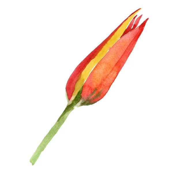 Orange tulip floral botanical flowers. Watercolor background illustration set. Isolated tulips illustration element. — Stock Photo, Image