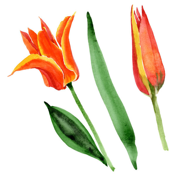Orange tulip floral botanical flowers. Watercolor background illustration set. Isolated tulips illustration element.