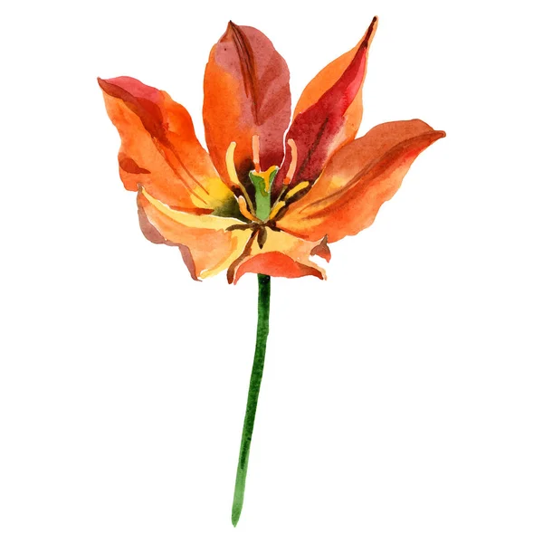 Flores botánicas florales de tulipán naranja. Conjunto de ilustración de fondo acuarela. Elemento ilustrativo de tulipanes aislados . — Foto de Stock